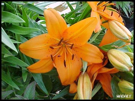 ما هي أزهار الطبيعة الرائعة