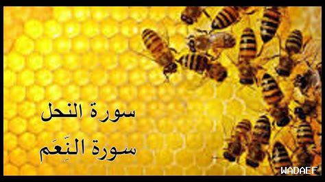 ما هي الاستراتيجية لتدبر آيات الرحمة