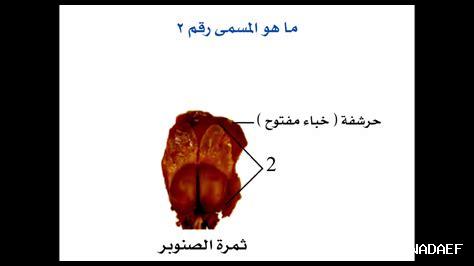 هل الإصرار ينمو بالممارسة؟ هل الإصرار ينمو بالممارسة؟